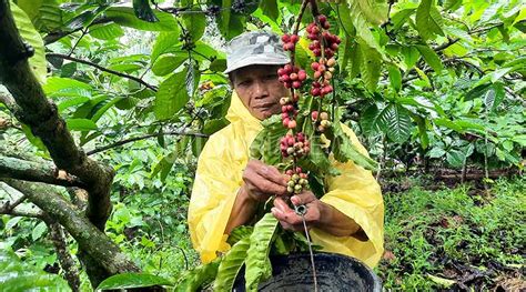 Kopi Muria Sulit Dipatenkan Dispertan Kudus Beri Penjelasan