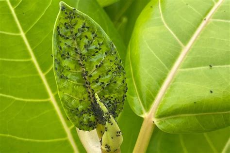 Pragas Nas Plantas Saiba Como Identificar E Eliminar