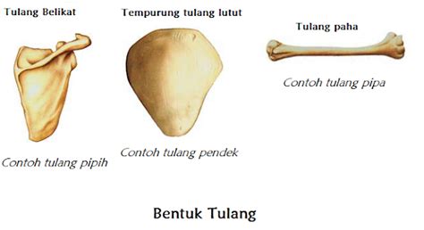 Pras Academy Sd Macam Macam Bentuk Tulang