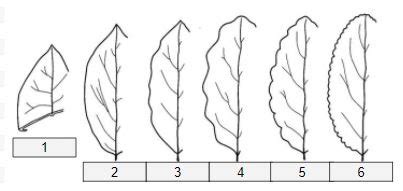 Leaf Margins, Leaf Bases and Tips, Leaf Shapes Flashcards | Quizlet