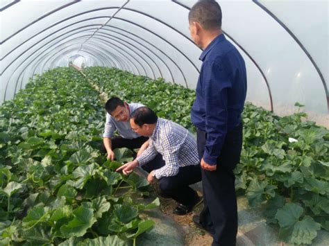 第三批全国农民合作社和家庭农场典型案例宁波市宁海富甬哈密瓜专业合作社获推介