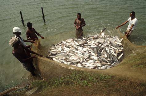 Workers Harvest Carp Raised In The Main Stock Pond Flickr