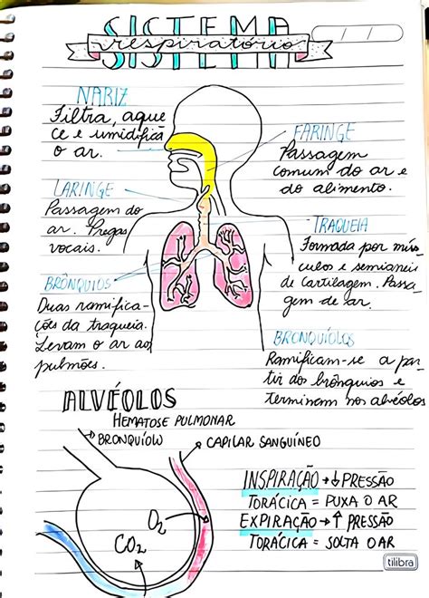 Sistema Respirat Rio Sistema Respirat Rio Respirat Rio Sistema