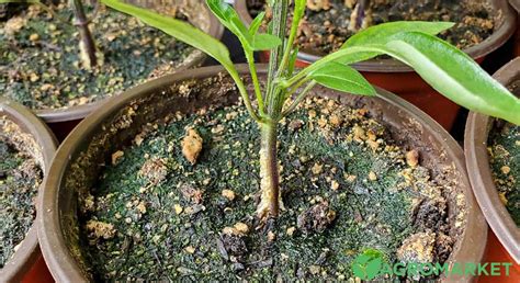 Плесень на рассаде: причины, борьба и профилактика | Agro-market