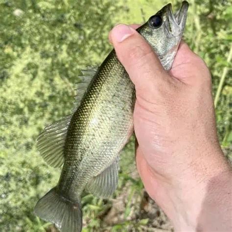 Fish Species In Canyon Ferry Lake Updated Pond Informer