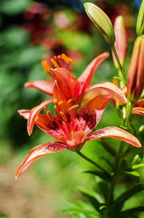 Красивые цветки лилии растут в лете Стоковое Изображение - изображение ...