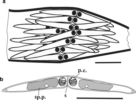 Line Drawing Of A Agglomeration Of Spores Inside A Ceratomyxa Fonsecai