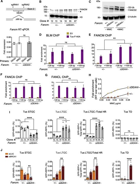 FANCM Regulates Repair Pathway Choice At Stalled Replication Forks