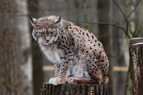 Lynx 3 by landkeks-stock on DeviantArt