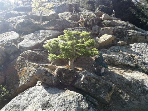 El Bosque Encantado De San Mart N De Valdeiglesias