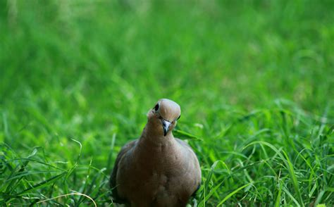 Fotos Gratis Naturaleza C Sped P Jaro Prado Pradera Fauna