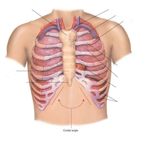 Chest Wall Anatomy Diagram Quizlet