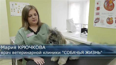 Как лечить зубы собаке Зубной камень.Говорит ЭКСПЕРТ - YouTube