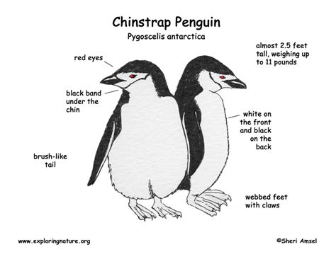 Chinstrap Penguin Facts