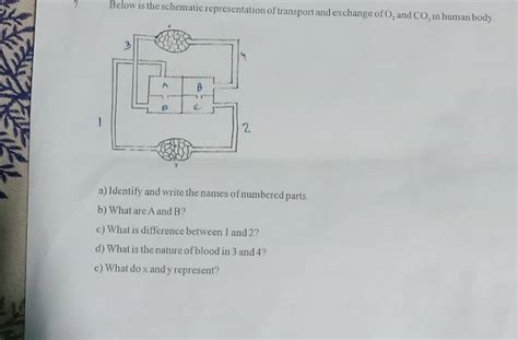 Below Is The Schematic Representation Of Transport And Exchange Of O An