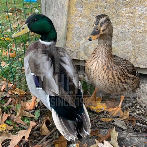 dabbling  diving ducks whats  difference meyer hatchery blog