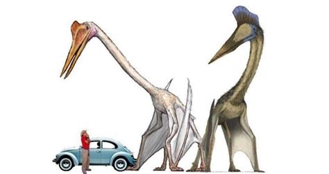 Quetzalcoatlus The Largest Flying Dinosaur To Ever Live