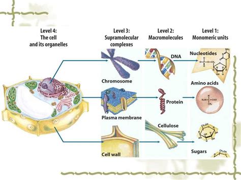 Understanding The Importance Of Biochemical Tests For Food Macromolecules