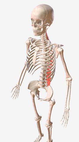 framework   body momsalim singapore