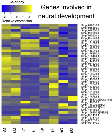 Schistosome Sex Matters A Deep View Into Gonad Specific And Pairing Dependent Transcriptomes