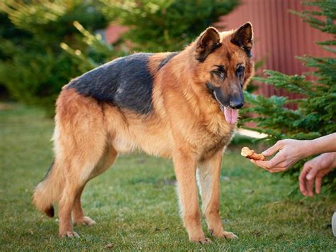 German Shepherd Grooming: 7 Easy Tips & Tricks – Dogster