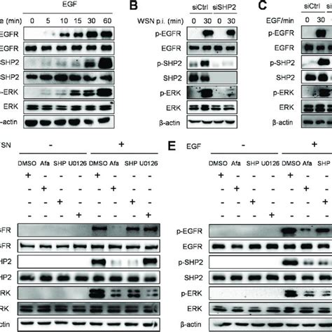 Shp Is Involved In Egfr Mediated Activation Of Erk A A Cells