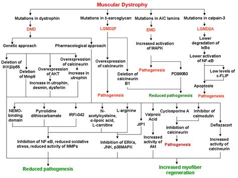 Schematic representation of the evidences about therapeutic targeting ... 