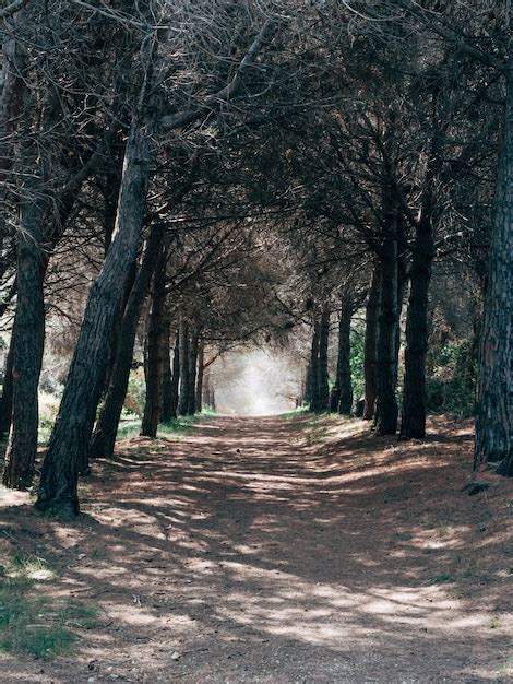 Free Photo Vertical Shot Of A Gravel Road Going Through The Beautiful