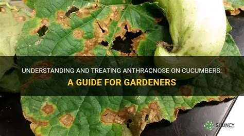 Understanding And Treating Anthracnose On Cucumbers A Guide For