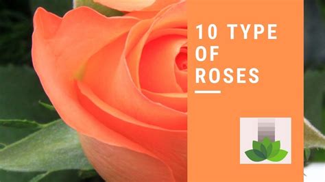 Type Of Roses Types Of Roses Rose Varieties Names Rose Colors