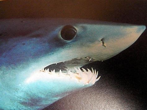 Longfin Mako Shark Ocean Treasures Memorial Library