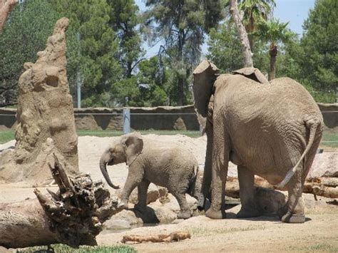 Reid Park Zoo Tucson 2018 All You Need To Know Before You Go With