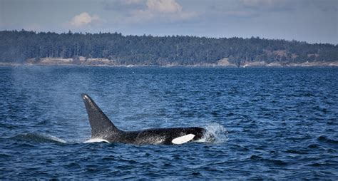 Jaw Dropping Vancouver Island Whale Watching - Traveling Islanders