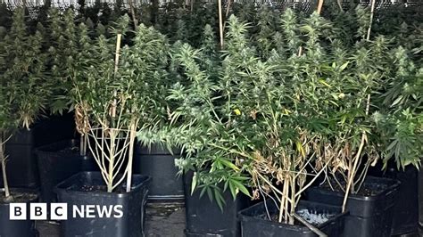 Wiltshire Police Seize 100kg Of Cannabis In Single Raid Bbc News