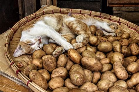 Gato Pode Comer Batata Cozida - Gato pode comer batata ou batata-doce? | Petlove