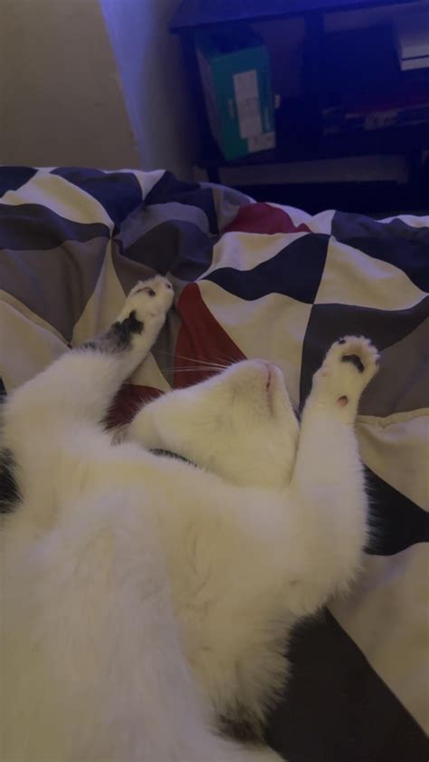 can cat overweight naturally 11