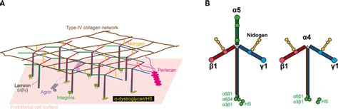 Basic Structure Of Laminin And The Endothelial Cell Basement Membrane