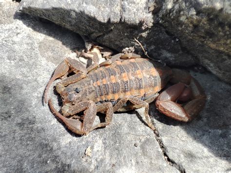 Centruroides Orizaba From Emiliano Zapata Acultzingo Ver