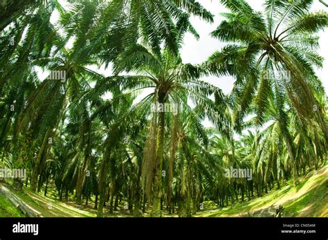 Palm oil plantation Stock Photo - Alamy