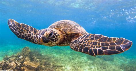 Turtle Town Maui The 7 Species Of Sea Turtles