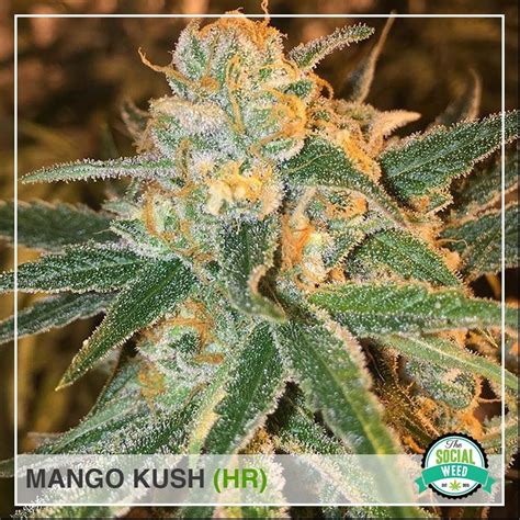 Mango kush - The Social Weed