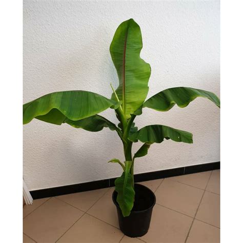 Musa Basjoo Winterharte Banane In 5 Liter Topf 80 100 Cm HYDROKUL