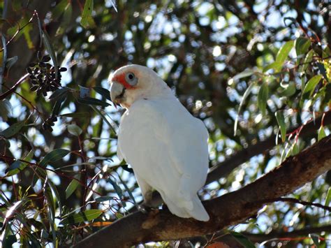 Long Billed Corella Great Bird Pics