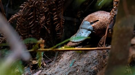 Platypus Fact Sheet Blog Nature Pbs