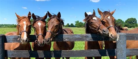 Visiting Kentucky? Don’t miss this Lexington, Kentucky Horse Farm Tour ...