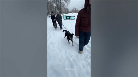 Построение/Представление #собака_чаплин #собака_пират #собака_вжик # ...