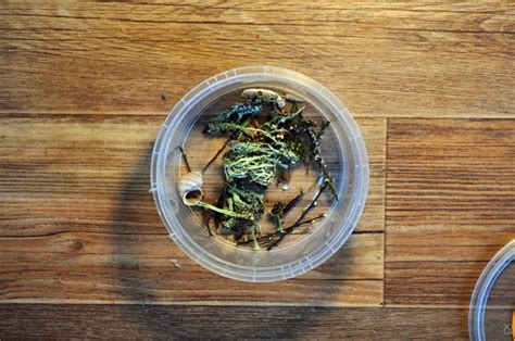 Кулон из красного дерева и эпоксидной смолы | Пикабу