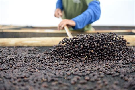 No Dia Mundial do Café conheça fazendas que preservam a história e