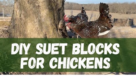 Easy Quick DIY Suet Blocks For Chickens Flock Blocks Keeping