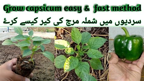 How To Grow Capsicum Easiest Way To Grow Bell Pepper Grow Shimla Mirch From Seeds Capsicum Part